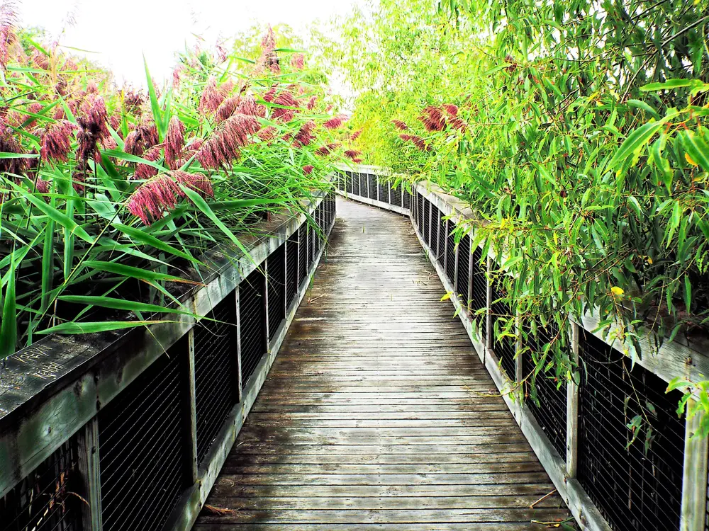 boardwalk at american dr nature preserve in southfield, mi